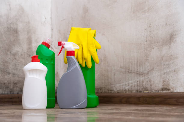 Professional Mold Removal in Quanah, TX